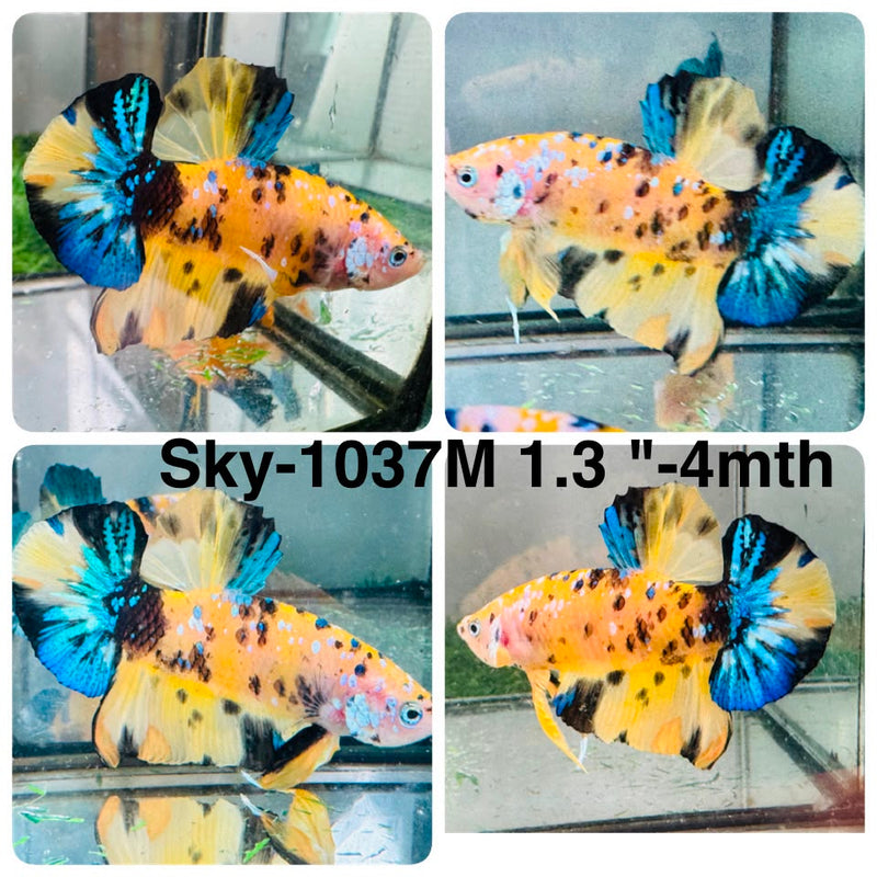 Live Male Betta Yellow Tiger Galaxy Koi Plakat (Sky-1037) High quality what you see what you get!!
