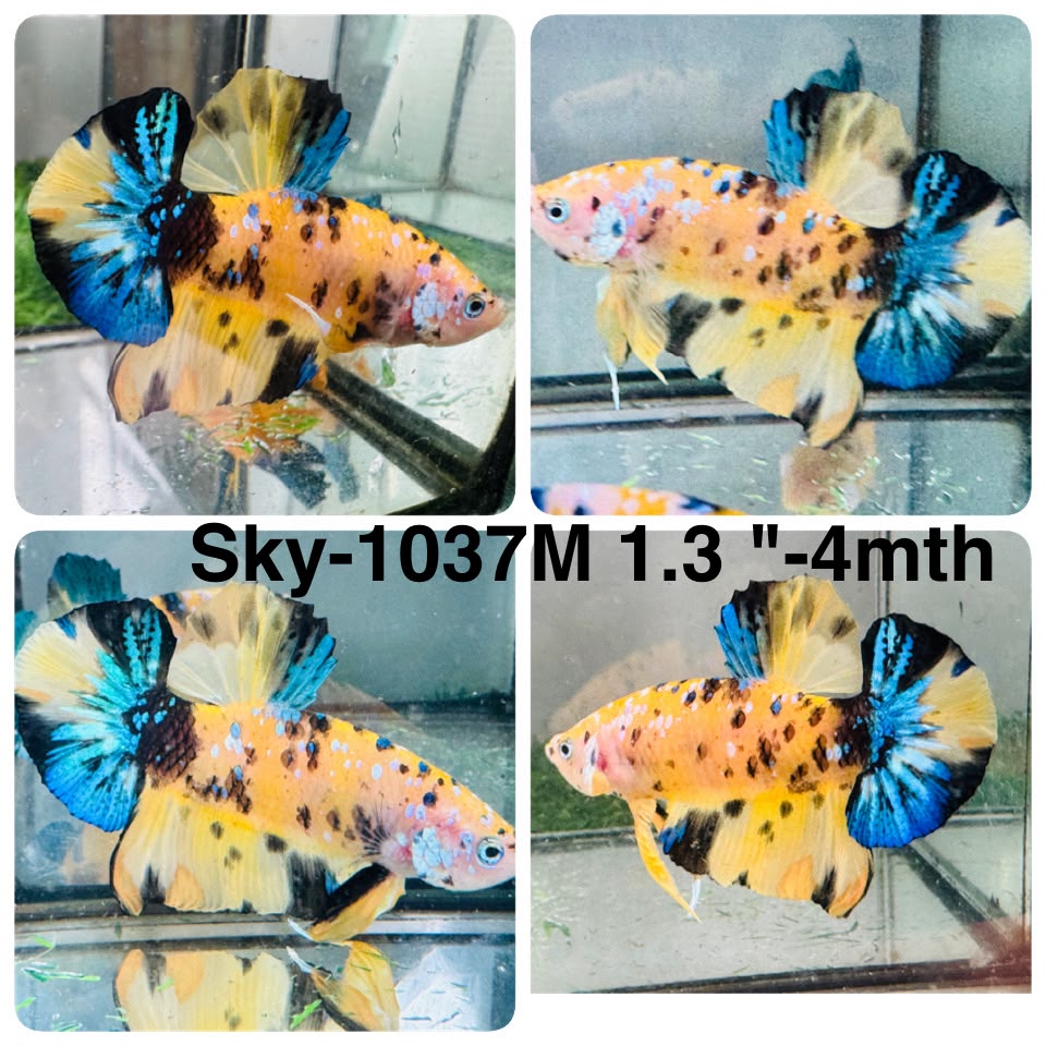 Live Male Betta Yellow Tiger Galaxy Koi Plakat (Sky-1037)S201 High quality what you see what you get!!