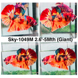 Live Male Betta Galaxy Nemo Giants Plakat (Sky-1049)S043 High quality what you see what you get!!