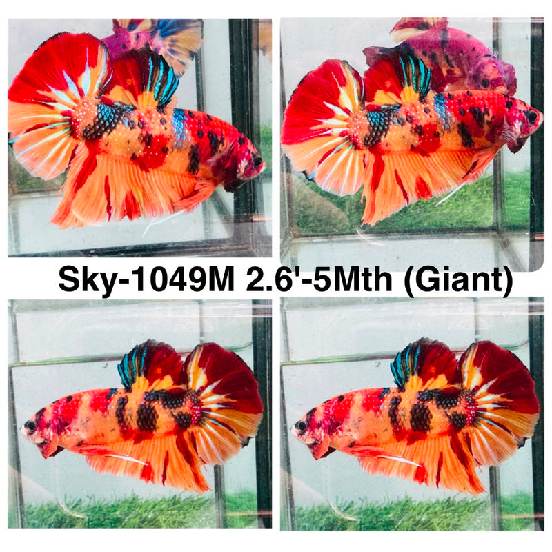 Live Male Betta Galaxy Nemo Giants Plakat (Sky-1049) High quality what you see what you get!!