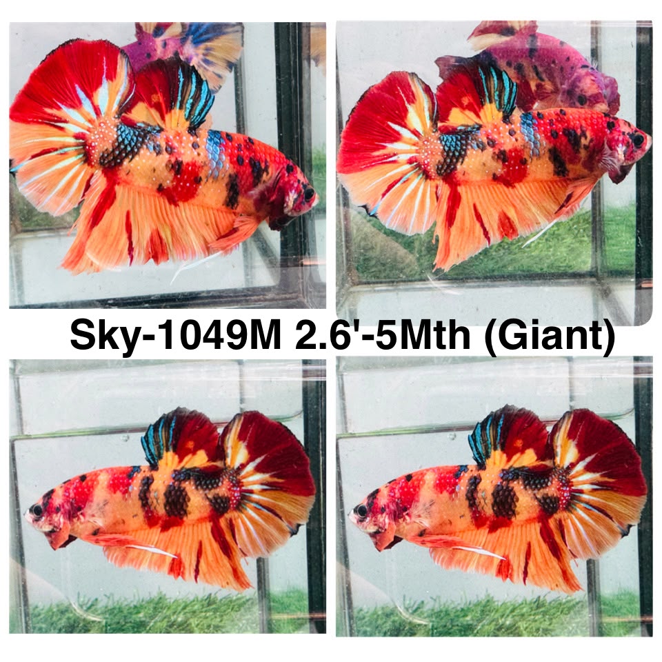 Live Male Betta Galaxy Nemo Giants Plakat (Sky-1049)S043 High quality what you see what you get!!