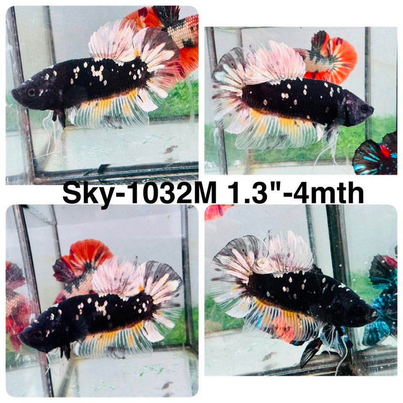 Live Male Betta Black Copper Galaxy Plakat (Sky-1032) High quality what you see what you get!!
