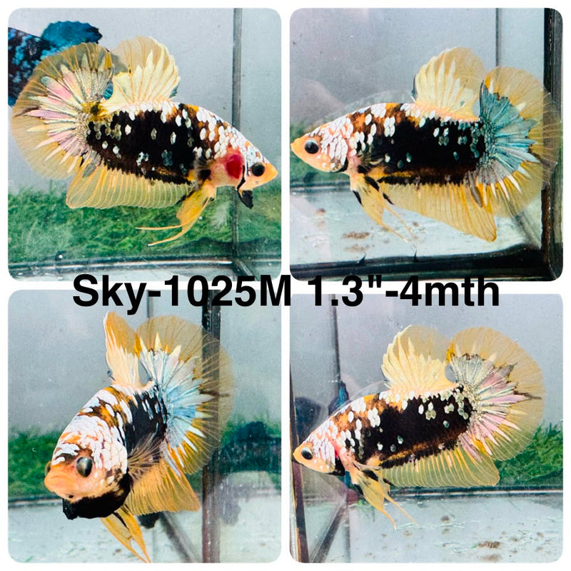 Live Male Betta Yellow Black Galaxy Koi Plakat (Sky-1025) High quality what you see what you get!!