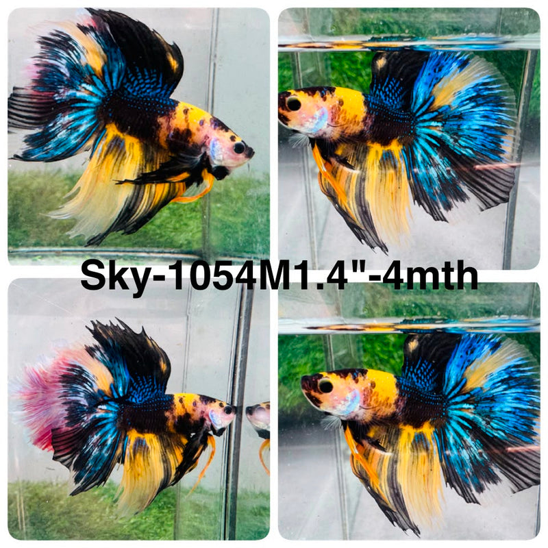 Live Male Betta Yellow Black Koi Halfmoon (Sky-1054) High quality what you see what you get!!