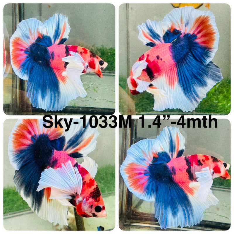 Live Male Betta Candy Sweet Dumbo Plakat (Sky-1033) High quality what you see what you get!!