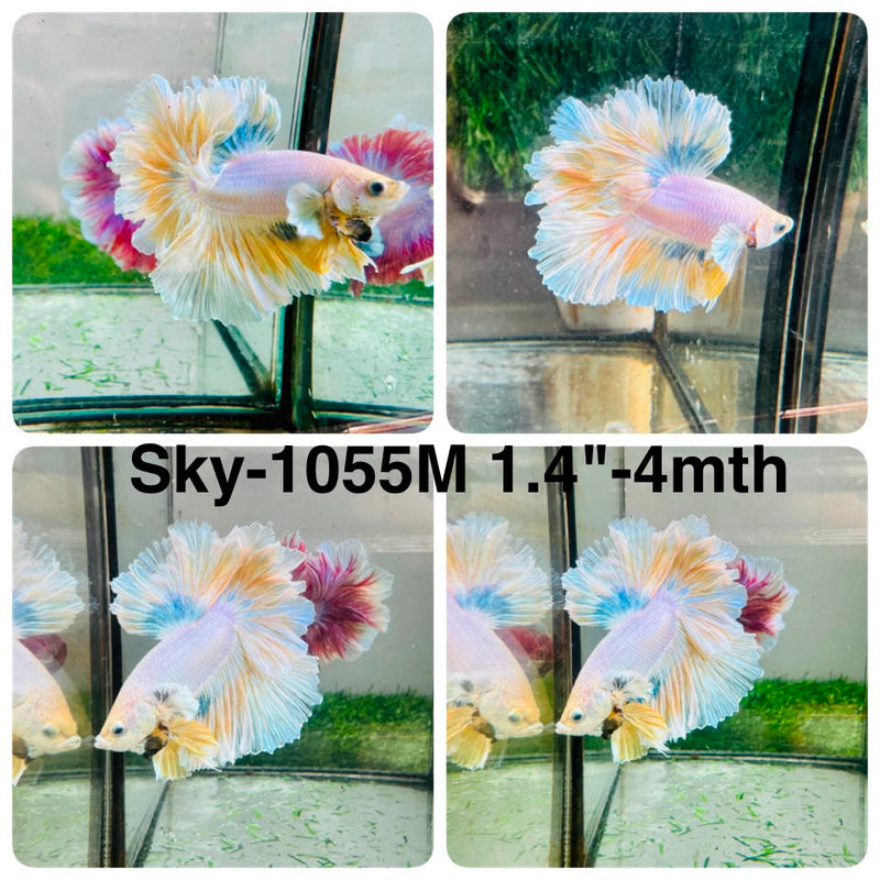 Live Male Betta Fancy Yellow Light colors Halfmoon Rosetail (Sky-1055) High quality what you see what you get!!