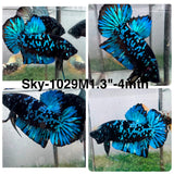 Live Male Betta Black Blue Galaxy Avatar Plakat (Sky-1029)H High quality what you see what you get!!