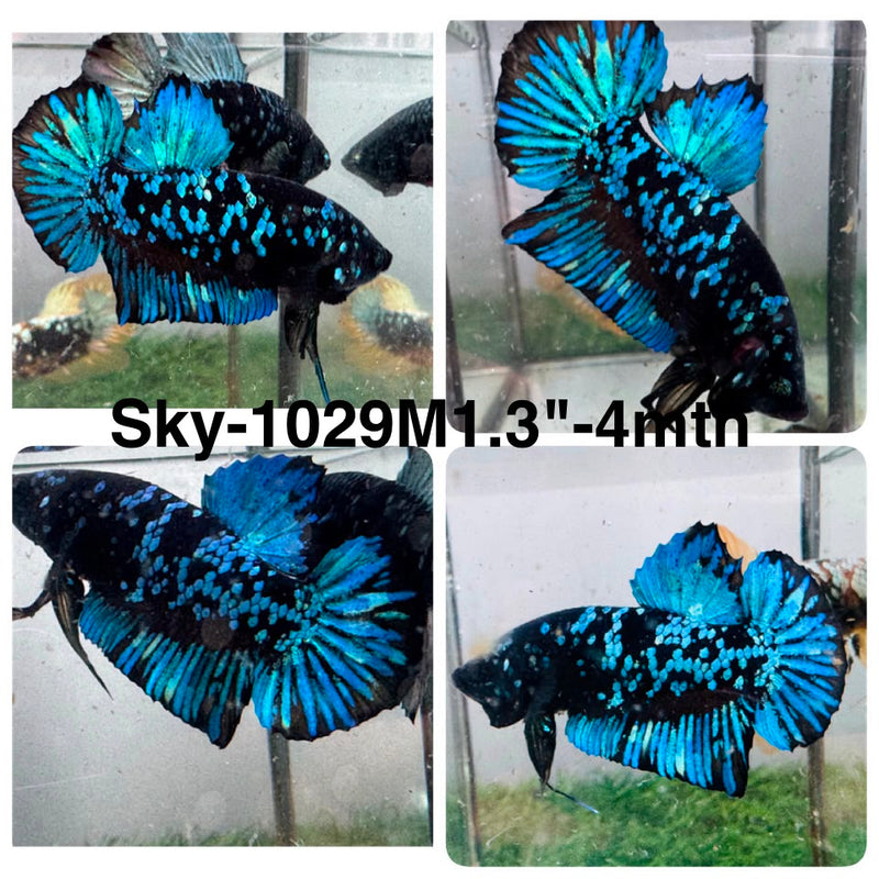 Live Male Betta Black Blue Galaxy Avatar Plakat (Sky-1029) High quality what you see what you get!!