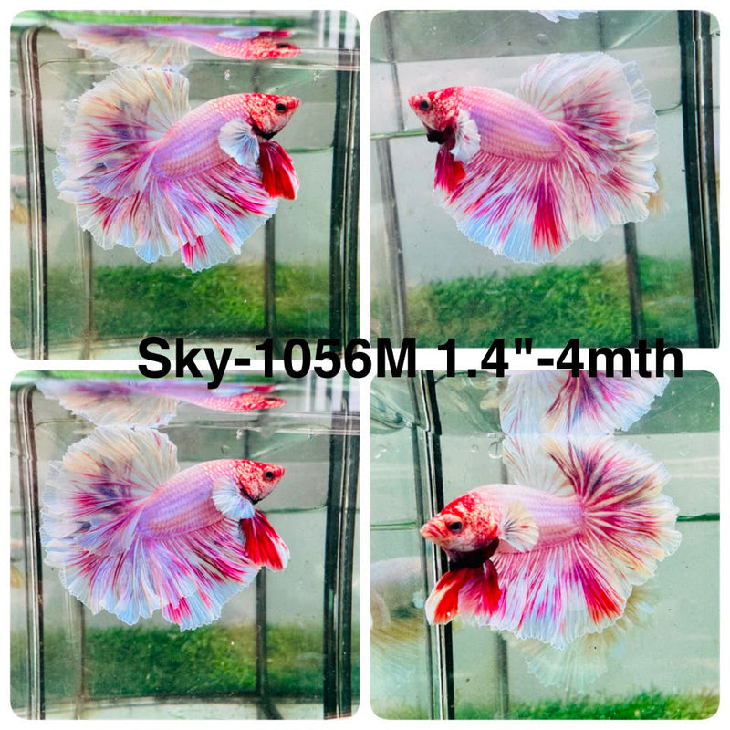 Live Male Betta Fancy Pink Light colors Halfmoon Rosetail (Sky-1056) High quality what you see what you get!!
