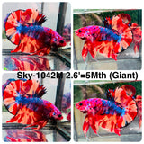Live Male Betta Candy Nemo Giants Plakat (Sky-1042)H High quality what you see what you get!!