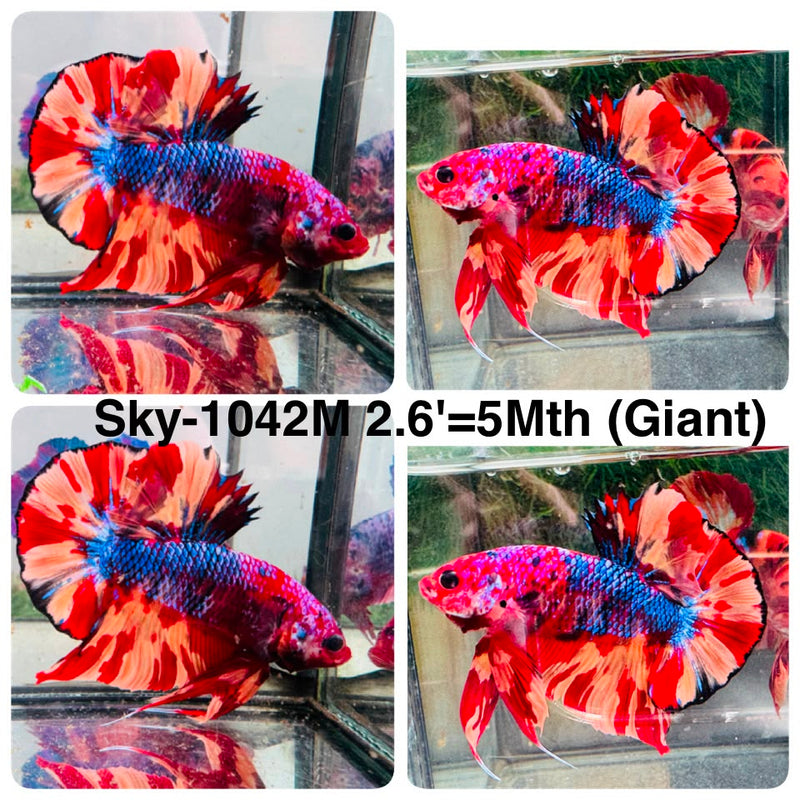 Live Male Betta Candy Nemo Giants Plakat (Sky-1042) High quality what you see what you get!!