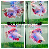 xxLive Male Betta Fancy Purple Pink Light colors Halfmoon Rosetail (Sky-1057)S189 High quality what you see what you get!!