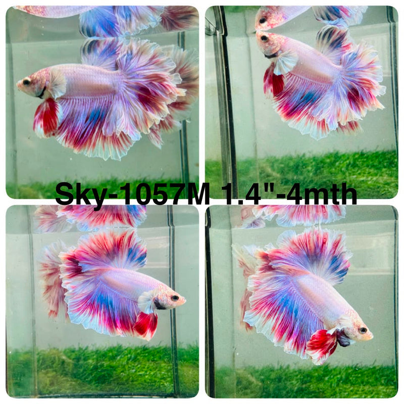Live Male Betta Fancy Purple Pink Light colors Halfmoon Rosetail (Sky-1057) High quality what you see what you get!!