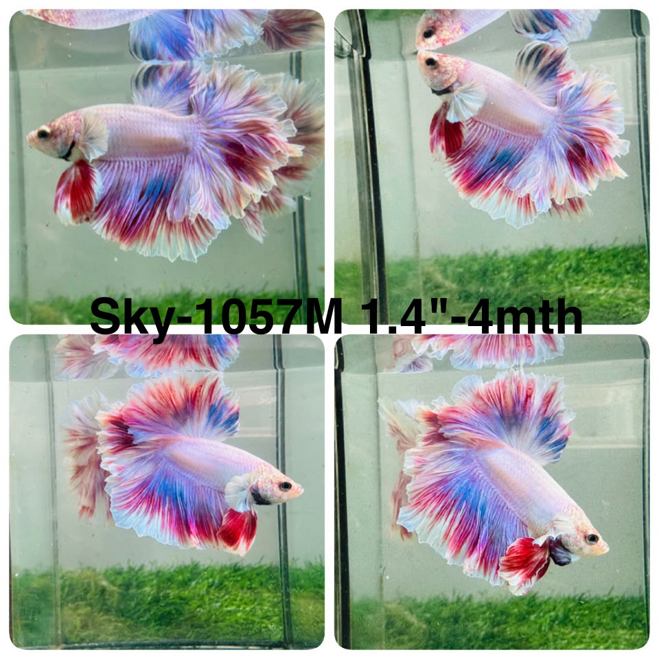 Live Male Betta Fancy Purple Pink Light colors Halfmoon Rosetail (Sky-1057)S189 High quality what you see what you get!!