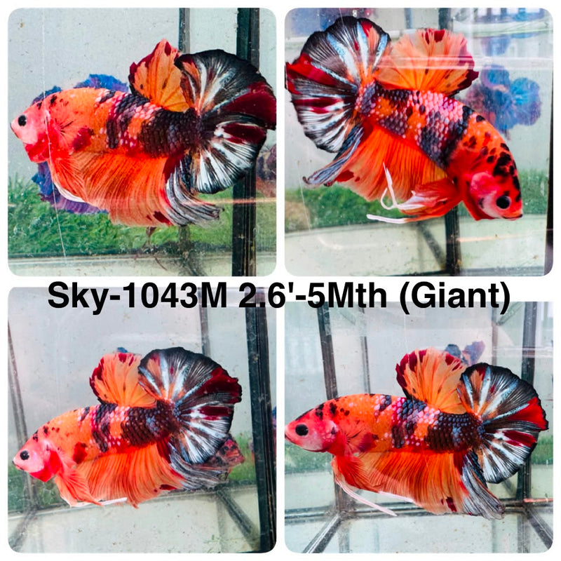 Live Male Betta Orange Galaxy Nemo Giants Plakat (Sky-1043) High quality what you see what you get!!