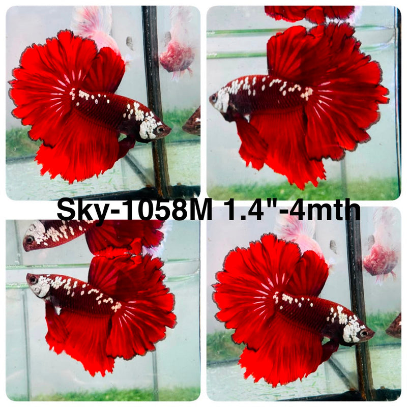 Live Male Betta Red Samurai Halfmoon Rosetail (Sky-1058) High quality what you see what you get!!