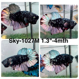 Live Male Betta Black Copper Galaxy Stardust Plakat (Sky-1027)H High quality what you see what you get!!