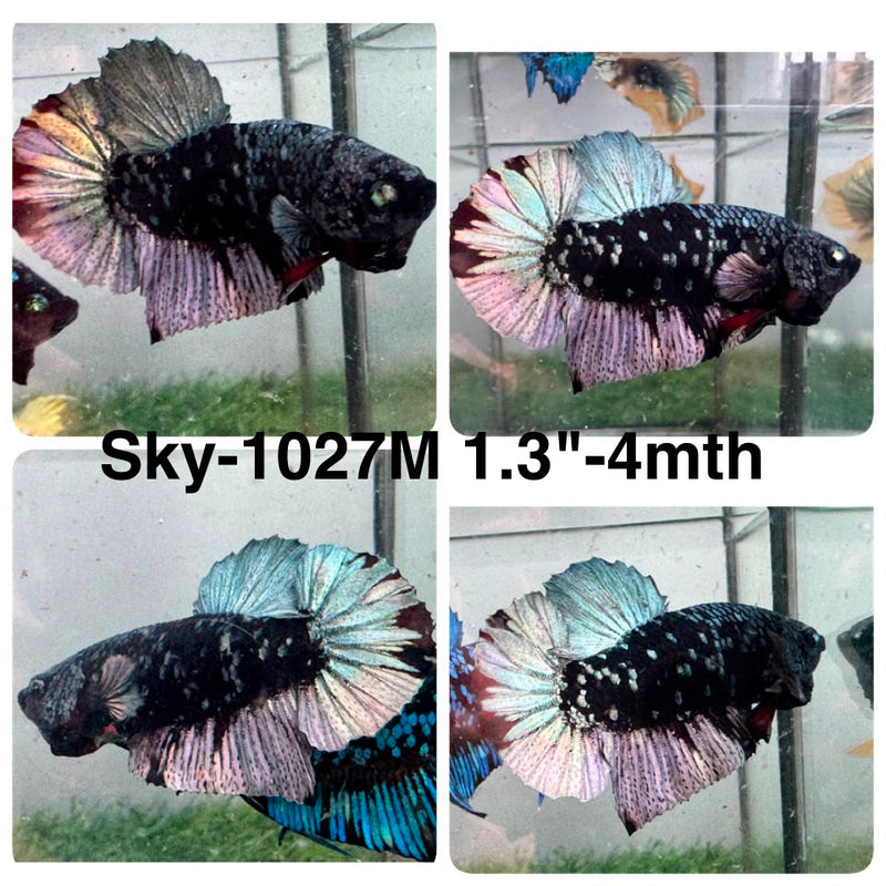 Live Male Betta Black Copper Galaxy Stardust Plakat (Sky-1027) High quality what you see what you get!!