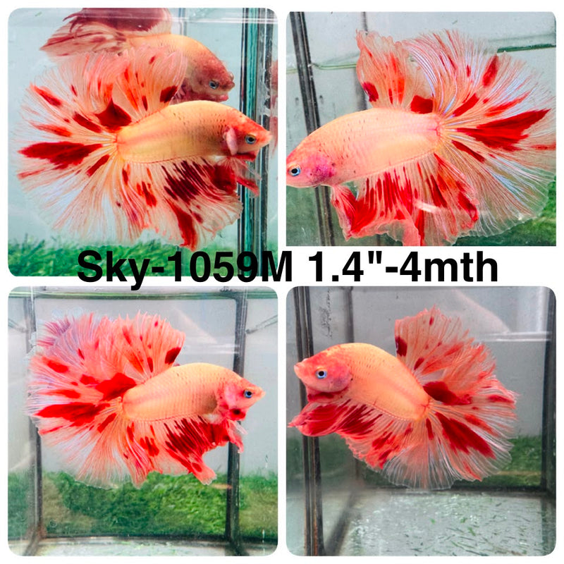 Live Male Betta Orange Vanda Armageddon Halfmoon (Sky-1059) High quality what you see what you get!!