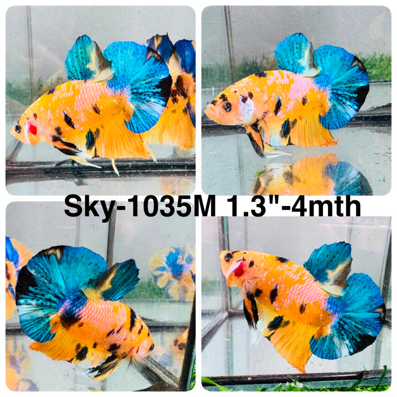 Live Male Betta Yellow Galaxy Koi Plakat (Sky-1035) High quality what you see what you get!!