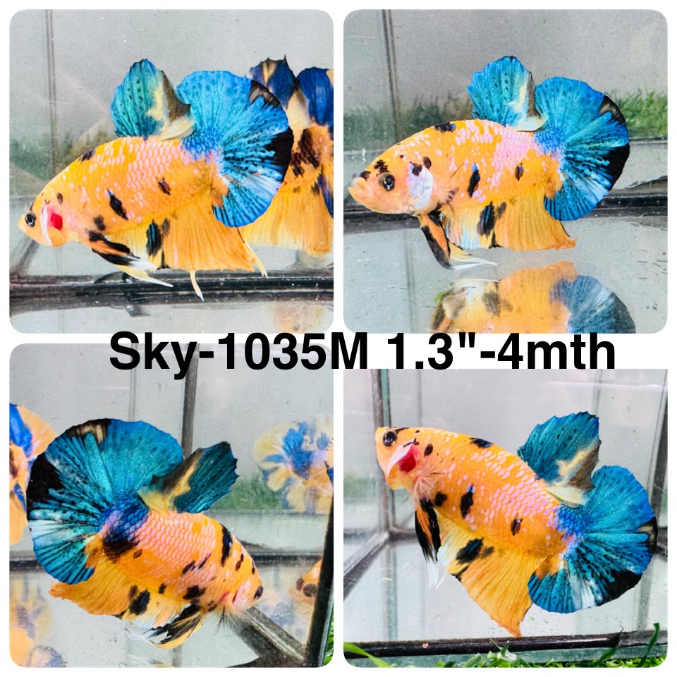 Live Male Betta Yellow Galaxy Koi Plakat (Sky-1035)S130 High quality what you see what you get!!