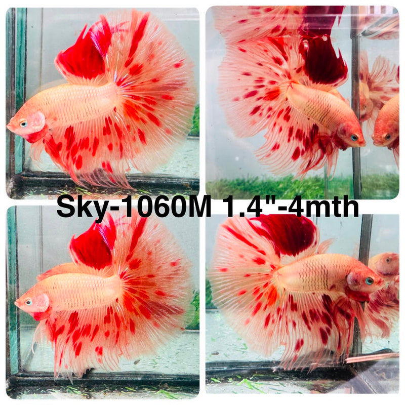 Live Male Betta Orange Vanda Armageddon Halfmoon (Sky-1060) High quality what you see what you get!!