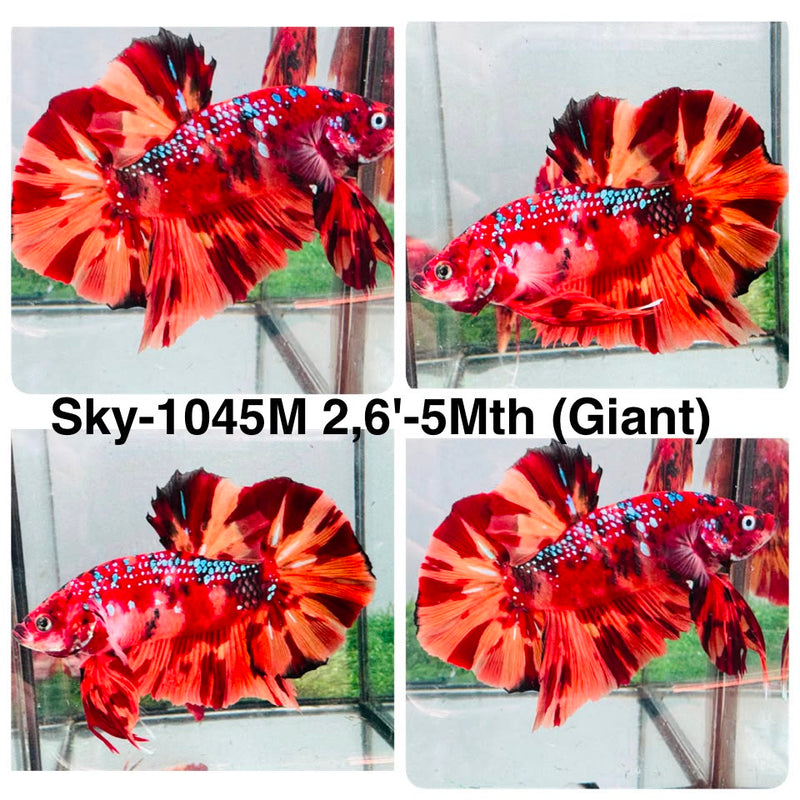Live Male Betta Red Orange Nemo Fire Giants Plakat (Sky-1045) High quality what you see what you get!!