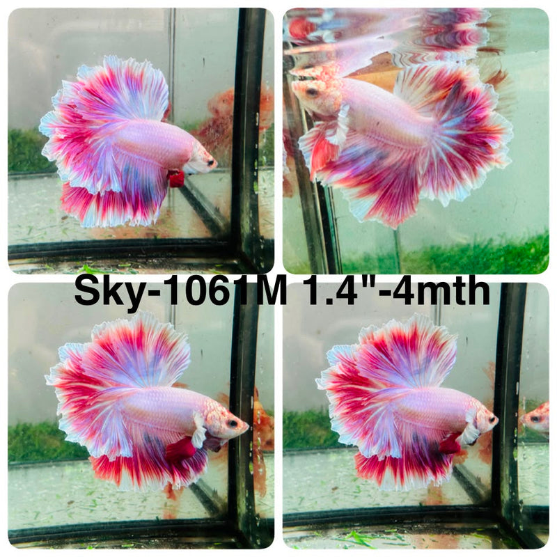 Live Male Betta Fancy Purple Pink Light colors Halfmoon Rosetail (Sky-1061) High quality what you see what you get!!