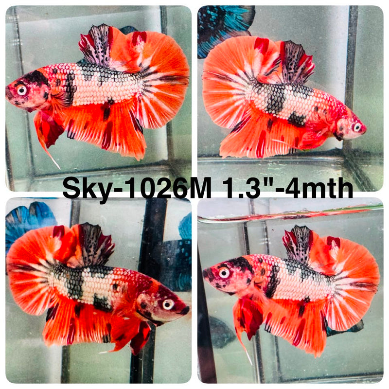Live Male Betta Orange Copper Koi Plakat (Sky-1026) High quality what you see what you get!!