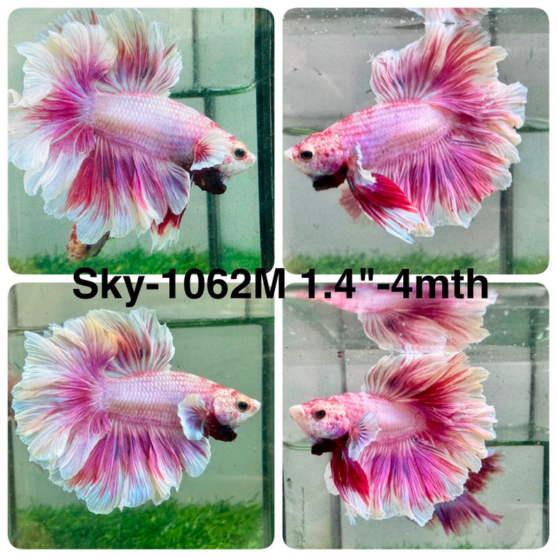 Live Male Betta Fancy Purple Pink Lavender Halfmoon Rosetail (Sky-1062) High quality what you see what you get!!