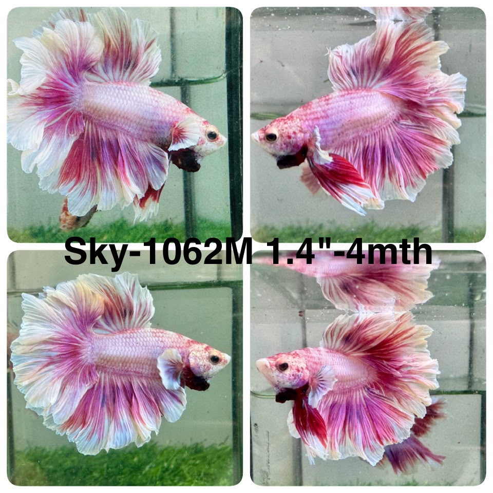 Live Male Betta Fancy Purple Pink Lavender Halfmoon Rosetail (Sky-1062)S184 High quality what you see what you get!!