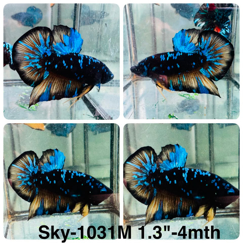 Live Male Betta Black Galaxy Avatar Plakat (Sky-1031) High quality what you see what you get!!