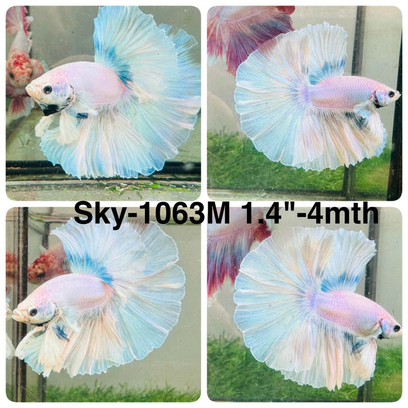 Live Male Betta Fancy Light colors Halfmoon Rosetail (Sky-1063) High quality what you see what you get!!