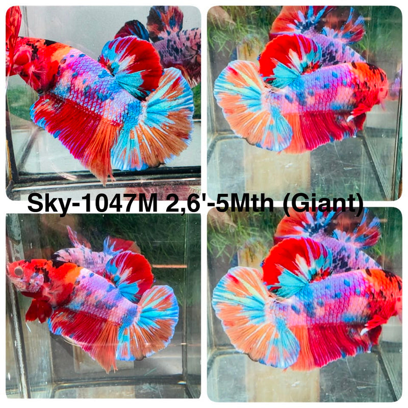 Live Male Betta Fancy Koi Giants Plakat (Sky-1047) High quality what you see what you get!!