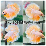 Live Male Betta Fancy Yellow Light Bicolors Halfmoon (Sky-1064)S114 High quality what you see what you get!!