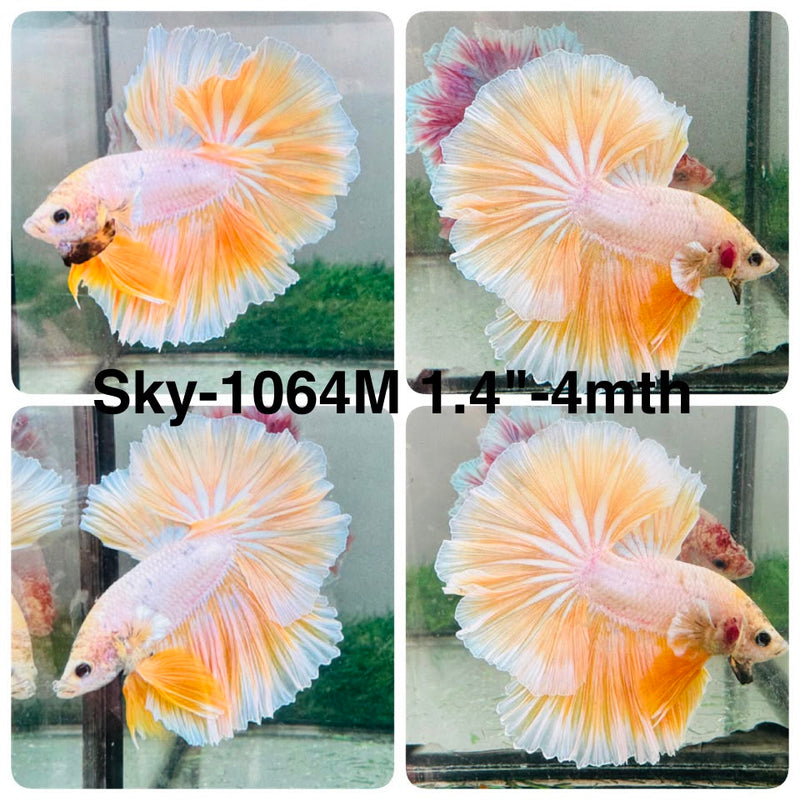 Live Male Betta Fancy Yellow Light Bicolors Halfmoon (Sky-1064) High quality what you see what you get!!