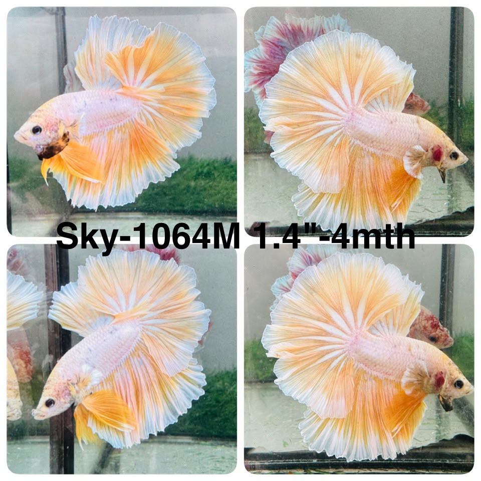 Live Male Betta Fancy Yellow Light Bicolors Halfmoon (Sky-1064)S114 High quality what you see what you get!!