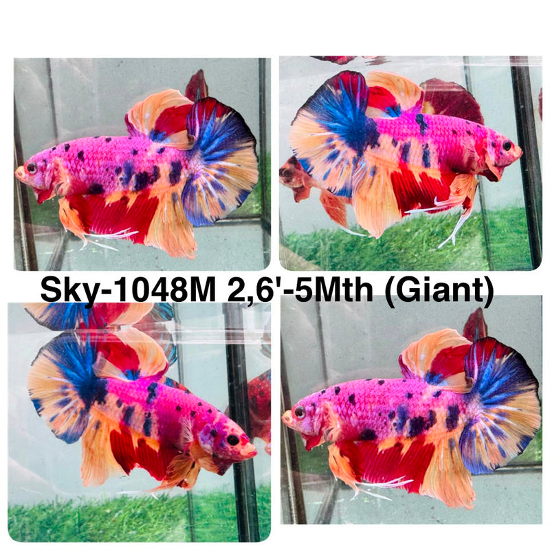 Live Male Betta Candy Sweet Giants Plakat (Sky-1048) High quality what you see what you get!!