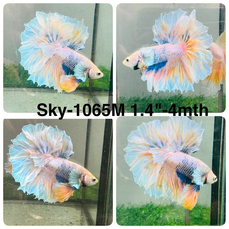 Live Male Betta Fancy Yellow Grizzle Halfmoon (Sky-1065) High quality what you see what you get!!