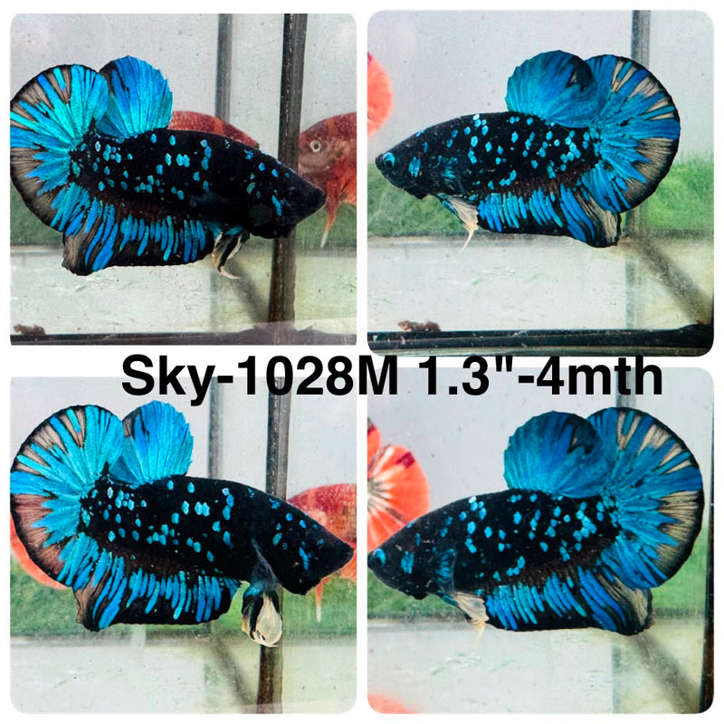 Live Male Betta Black Blue Galaxy Avatar Plakat (Sky-1028) High quality what you see what you get!!
