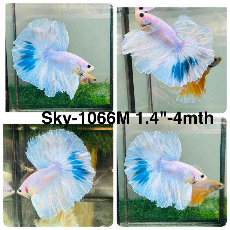 Live Male Betta Fancy Blue Marble Halfmoon (Sky-1066) High quality what you see what you get!!