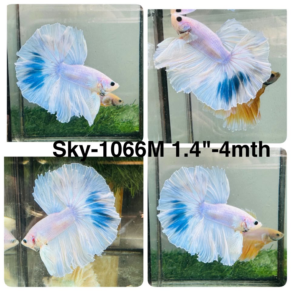 Live Male Betta Fancy Blue Marble Halfmoon (Sky-1066)S183 High quality what you see what you get!!