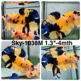 Live Male Betta Yellow Galaxy Koi Plakat (Sky-1038)S202 High quality what you see what you get!!