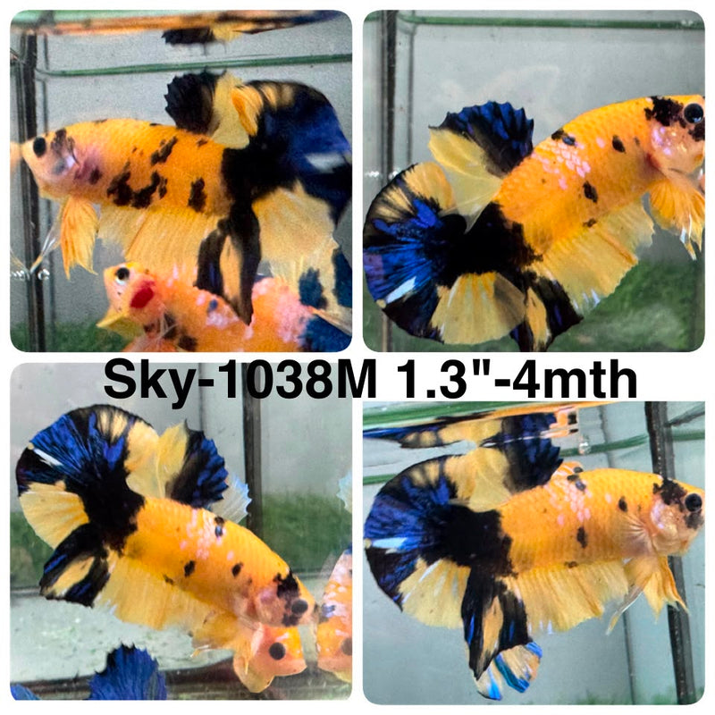 Live Male Betta Yellow Galaxy Koi Plakat (Sky-1038) High quality what you see what you get!!