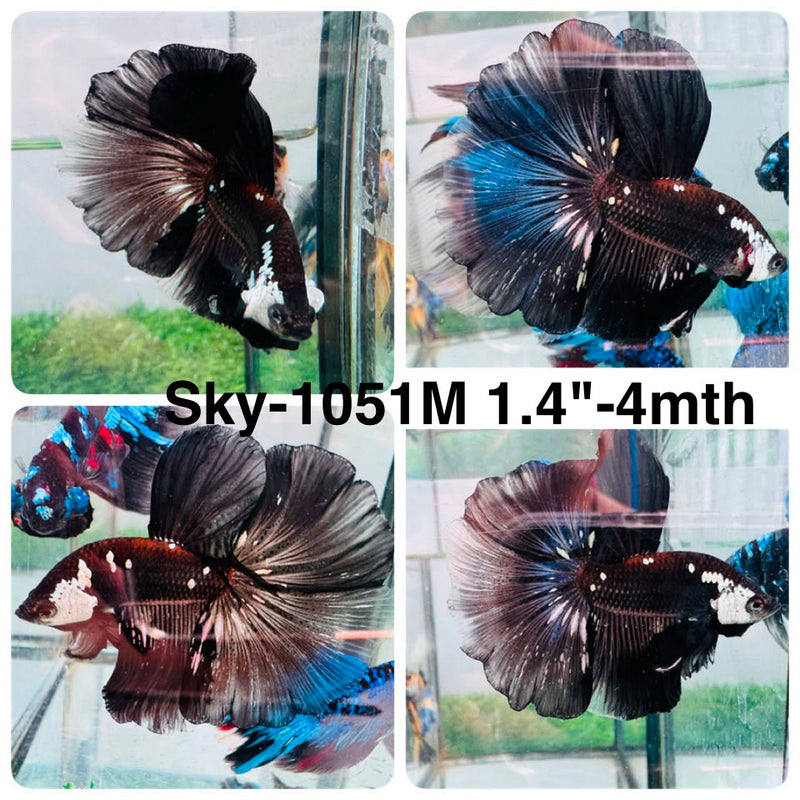 Live Male Betta Black Samurai Halfmoon (Sky-1051) High quality what you see what you get!!