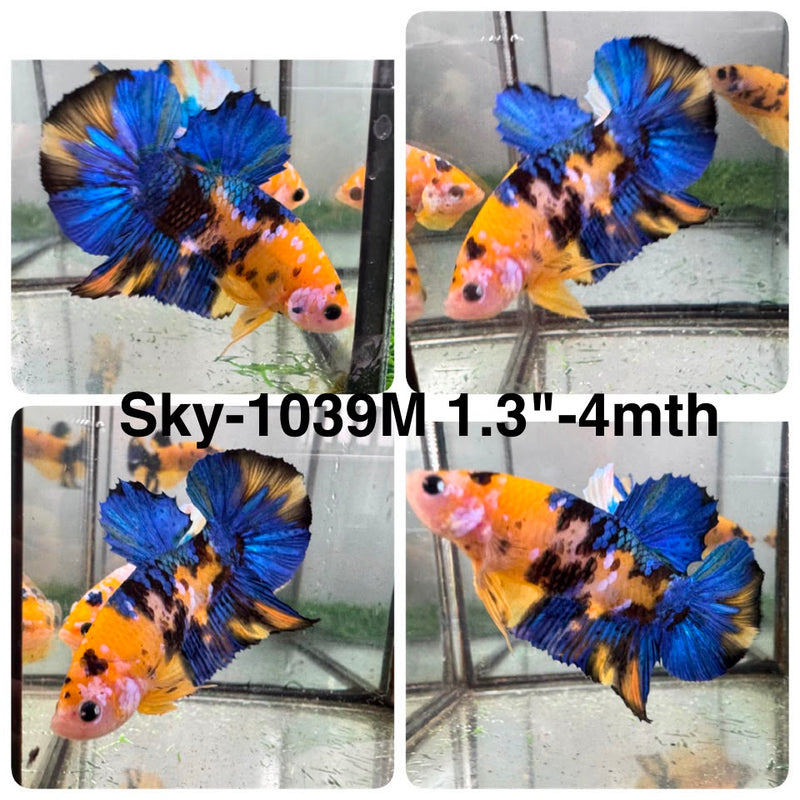 Live Male Betta Yellow Galaxy Koi Plakat (Sky-1039) High quality what you see what you get!!