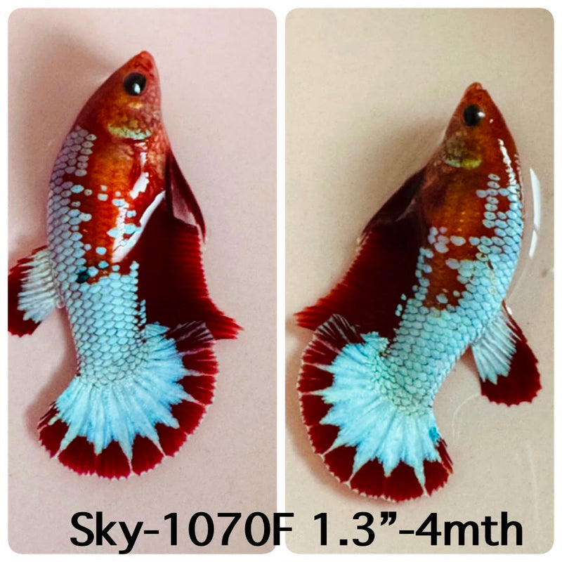 Live Female Betta Fancy Red Hellboy Startail Plakat (Sky-1070) High quality what you see what you get!!