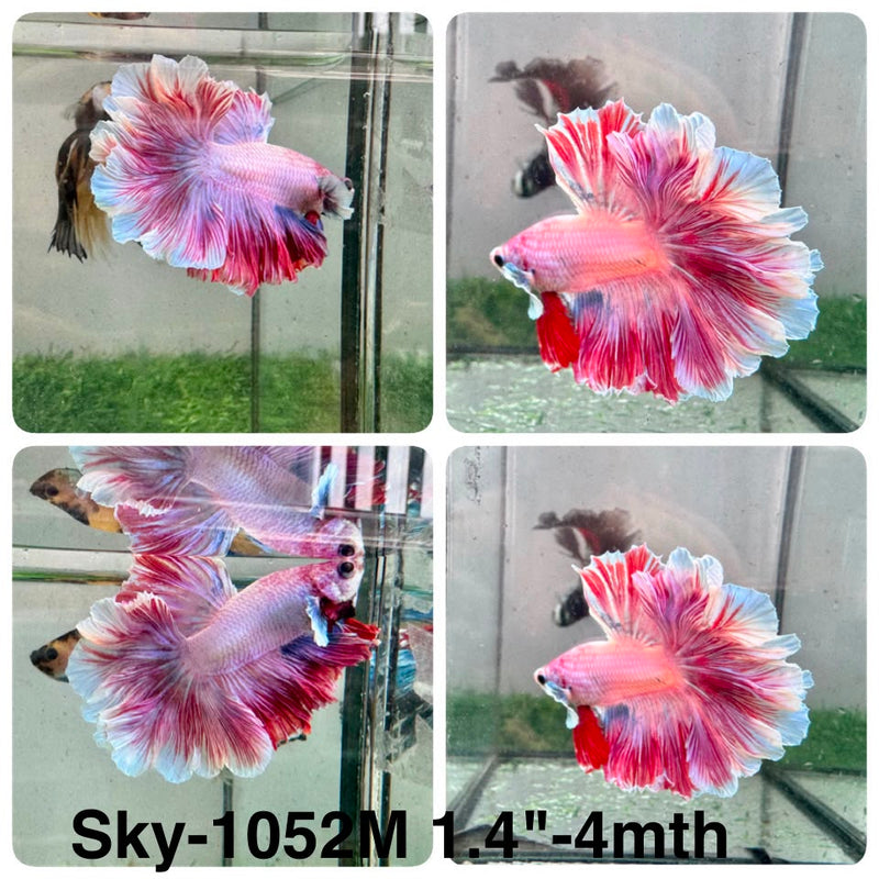 Live Male Betta Fancy Purple Pink Halfmoon Rosetail (Sky-1052) High quality what you see what you get!!