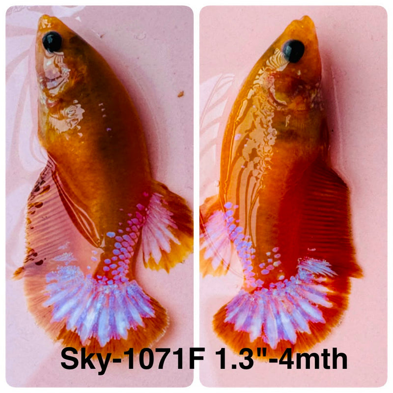 Live Female Betta Fancy Yellow Hellboy Startail Plakat (Sky-1071) High quality what you see what you get!!