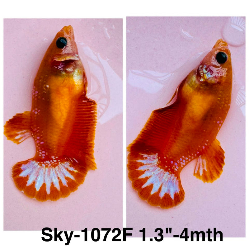 Live Female Betta Fancy Yellow Hellboy Startail Plakat (Sky-1072) High quality what you see what you get!!